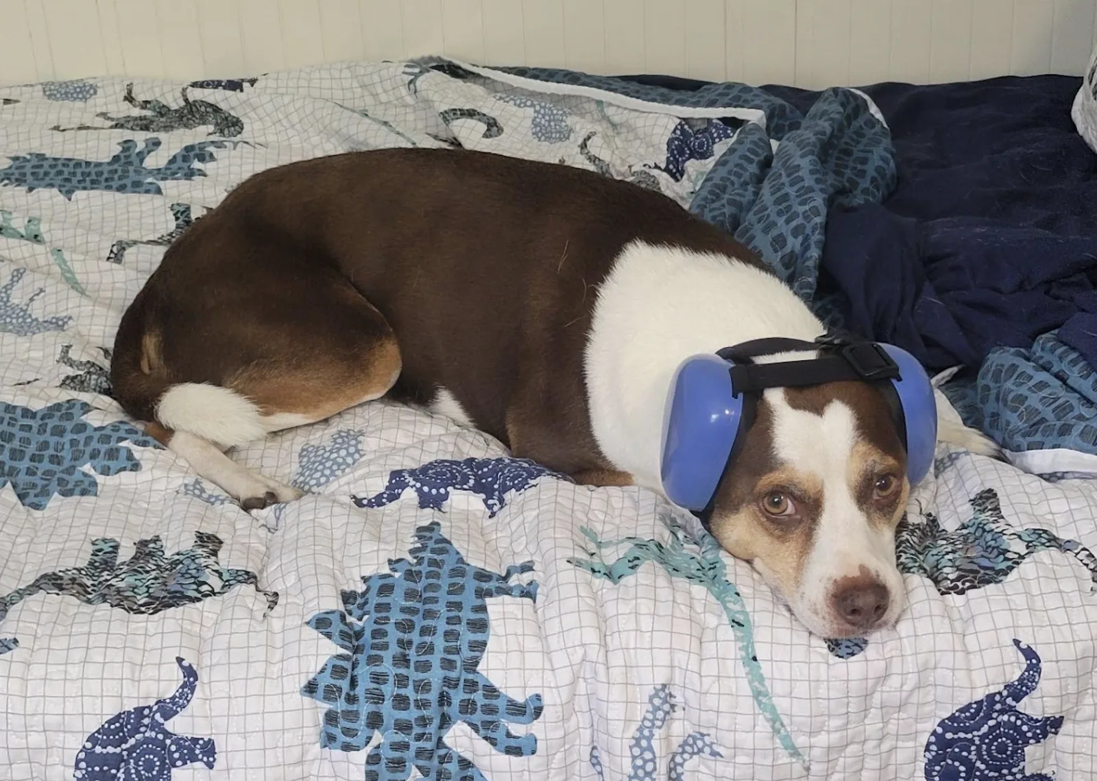 Pickle, a brown-and-white dog curled on a blue-and-white quilt, wearing blue over-ear muffs, looking up at the camera